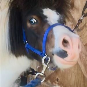 Meet your Posher, Samantha